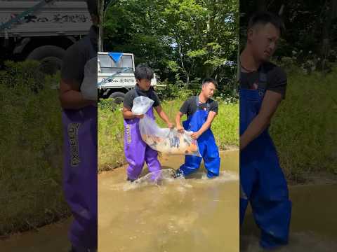 Releasing the Best Koi in the World ๐ณ #koi #koifish #japanesekoi #shorts