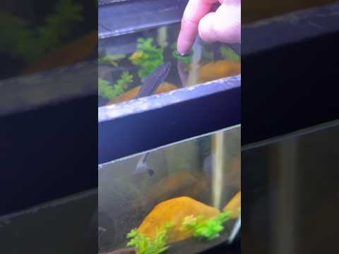 THE MOST AGGRESSIVE BABY BASS YOU WILL EVER SEE…