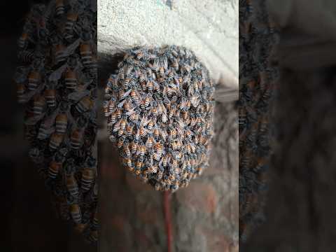 A very small beautiful beehive #nature #bee #youtubeshorts