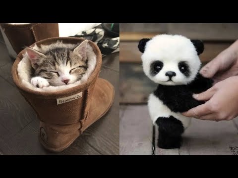 AWW Animals SOO Cute! Cute baby animals Videos Compilation cute moment of the animals #27