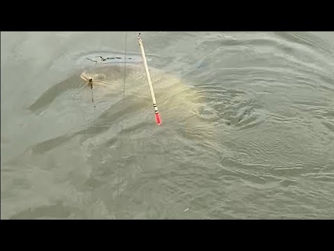 Golden color carp fish catching in beautiful lake 🎣