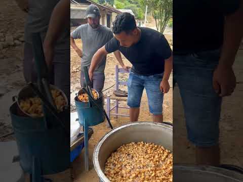 comer banha de porco é mais saudável