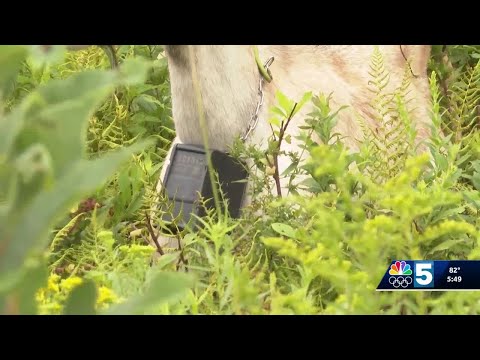 YouTube video thumbnail: Vermont Famers say new Technology is Changing the State's Agriculture Industry