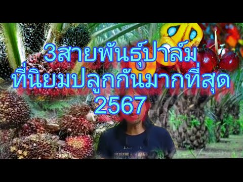 พันธุ์ปาล์มที่ปลูกในประเทศไทยมากที่สุดบ่าวชาวดงดึกดำบรรพ์