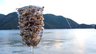 大量発生したカゲロウをカゴに詰めて海にぶち込むと…