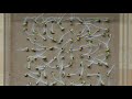 Seed Analysis and Testing Concepts