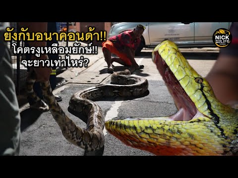 ลุยดิบEP.192 ยังกับอนาคอนด้า!! โคตรงูยักษ์ จะยาวเท่าไหร่?