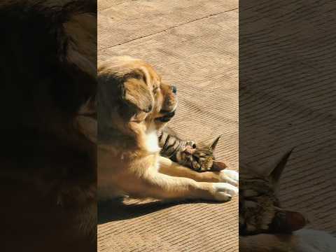 How Cats and Dogs Create Their Own Cozy World
