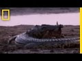 Malawi and the Nile Crocodile: Challenges and Solutions