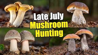 Mushroom Hunting At The End Of July 2026 - Finally Boletus Edulis | Cep | King Bolete