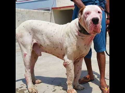 इंडिया की सबसे पावरफुल ब्रेड Pakistani bully Indian mastiff bully #pitbull