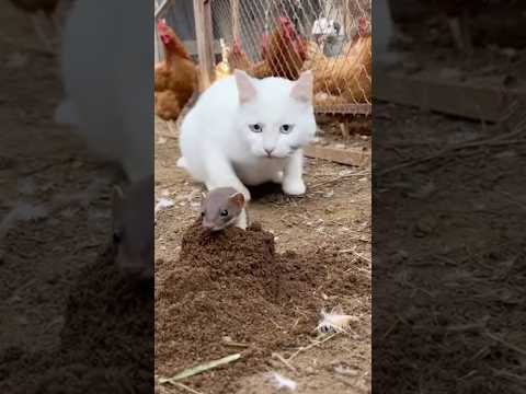 The marten thought it was smarter than the cat ð