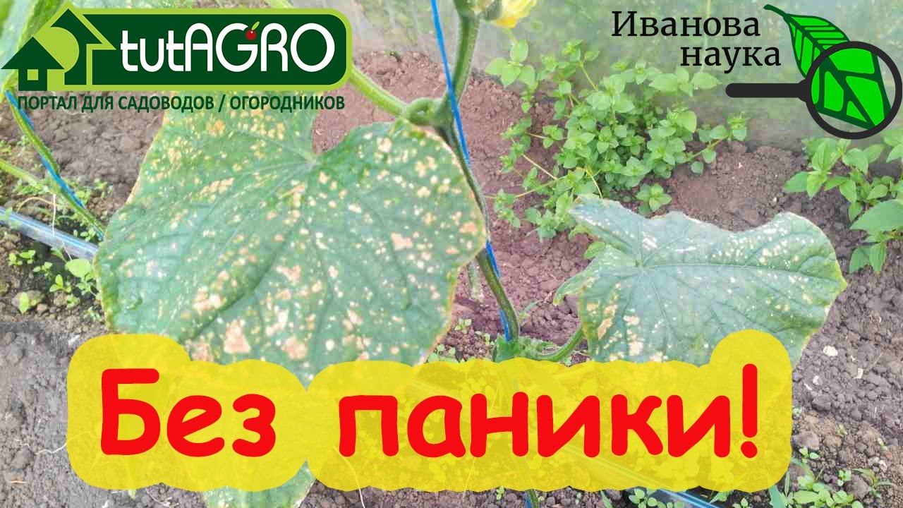 Растения подгорели? Закормили, подпалили, перепрыскали, обожгли, прижали? Это средство поможет!