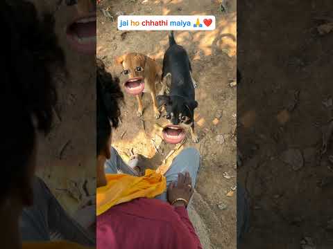 #funny #chhathpuja #trending
