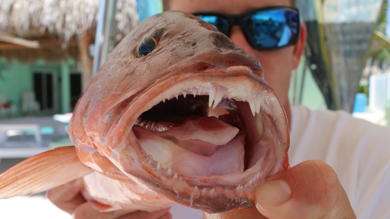 YOU Would NEVER Stick YOUR Finger In This Mouth! (Mutton + Mangrove Snapper Fishing)