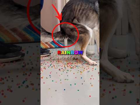 PUPPY’S COLORFUL ACCIDENT! #cute #sad #animalshorts