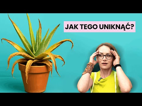 Masz aloes? NIE podlewaj go, zanim tego nie zobaczysz!