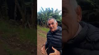 Bananos en Misiones Argentina | Producción para el autoconsumo