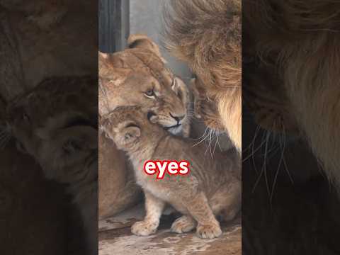 オリト「叱られる？」旭山動物園ライオン🦁Dad knows how strong Mom is.#shorts  #lion #cubs
