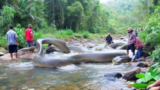 Massive Snake Discovered in Remote Jungle River