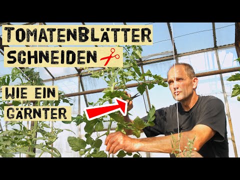 Diese Tomatenblätter müssen stehenbleiben - Diese können weggeschnitten werden zur richtigen Zeit.