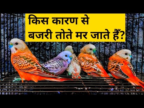 Budgies Death reason Full Information
