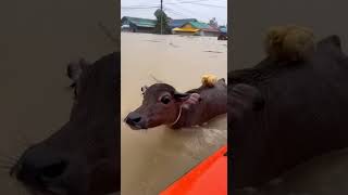 The kind little calf carries the chick through the flood. #animals #adoptstrays #funny #cute