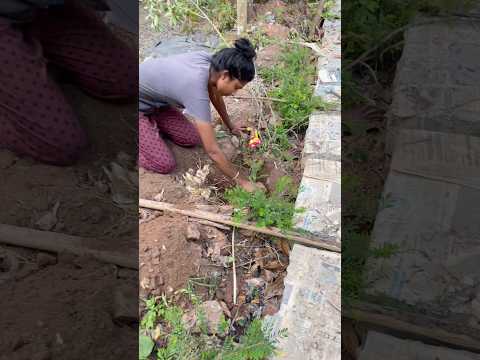 തൊരന്നിട്ടും തൊരന്നിട്ടും ഒന്നും കാണുന്നില്ലല്ലോ 😑🙂#home #farming