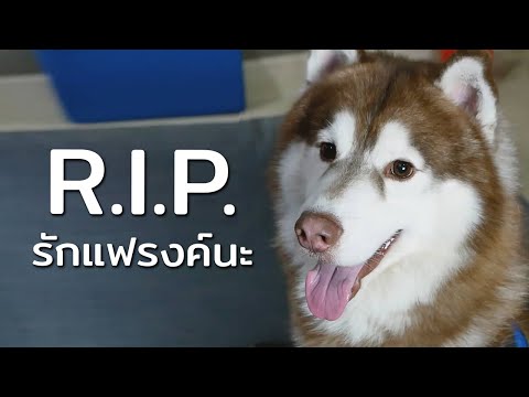 บ๊ายบายนะแฟรงค์ รักแฟรงค์นะ // R.I.P. ฮัสกี้ที่ใจดีที่สุด