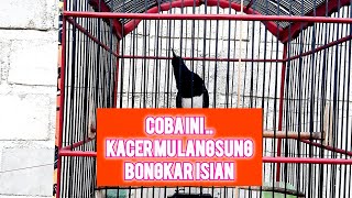 Pancingan burung kurang emosi