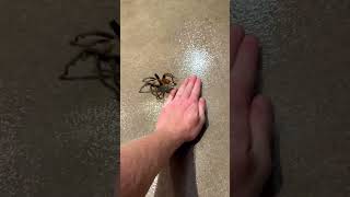 Tarantula in my house! Seriously? Yep, that is me. It’s real. Crazy…Must be Halloween time. 🎃