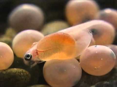 鲑鱼卵孵化 - YouTube