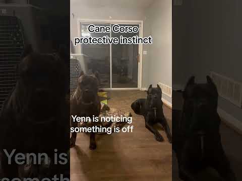 Dogs are the best protectors#dog#funny#funnyanimals#funnypets#animals #pet #foryou #longervideos