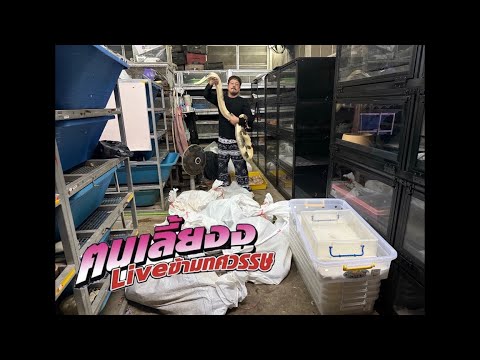 มาLive กันต่อ ย้ายงูยักษ์ 9ตัว🐍เจอกัน 21.45น. 🙏🏻#rfreptile #python #งู