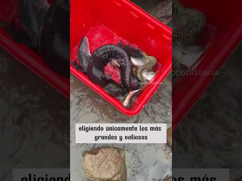 Carne Podrida al Mar: La Estrategia Más Rara para Atrapar Peces 🥩🐟💸