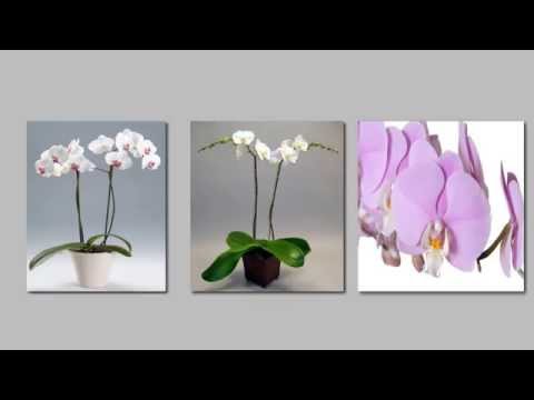 Come fare rifiorire un'orchidea - Fai da Te Mania