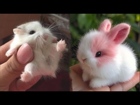 AWW Animals SOO Cute! Cute baby animals Videos Compilation cute moment of the animals #19 2025