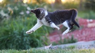 Приколы с животными / Смешные животные / смешные коты и собаки 9