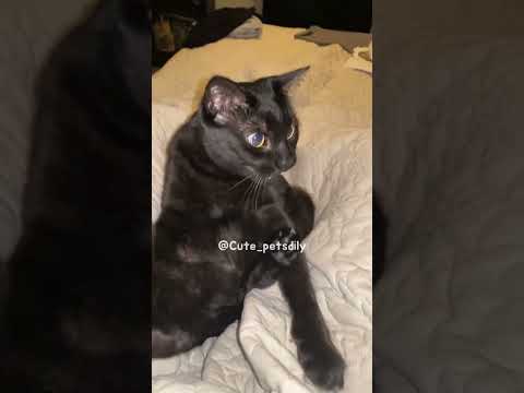 Baby no cat!!😡 #funny #cat