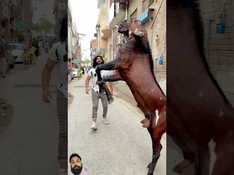 High jump bakra #mostviral #viralshorts #likeforlikes #shortsfeed #goatlovers #stuntvideo