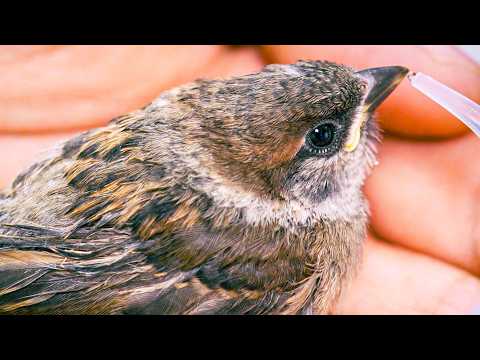 Rescued Baby Sparrow from the Cat | My Garden Vlog | NEW AVIARY!