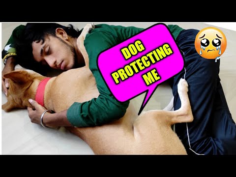 My Dog is Very Protective for Me || Cute Dog Videos || Guard Dog #Mrdagaalty