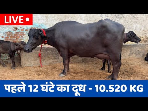 Live 1st Milking || Village-Kharkadi Sohan, Near-Tosham 📱 9812219008