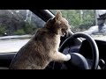 Understanding Cat Behavior