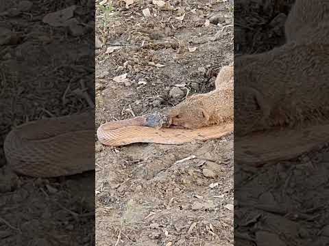 Mongoose vs Yellow Snake