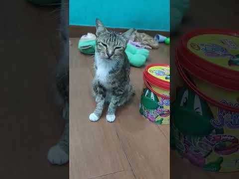 kucing ngantuk #cat #pets #funny #cute #kucing
