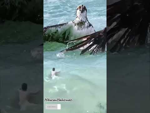 AKSI BERANI DI PANTAI! BISAKAH PRIA INI SELAMATKAN ELANG TERJEBAK? ??