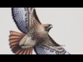 Roger Peterson's Illustrative Achievements
