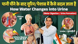 FullVideo-पानी पीने के बाद यूरिन/पेशाब में कैसे बदल जाता है | How Water Changes into Urine by Kidney