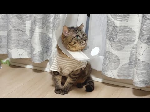 お迎えした保護猫の傷を治すために初めてエリザベスカラーをつけたら…
